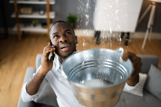 Best Professional water damage repair  in Mango, FL