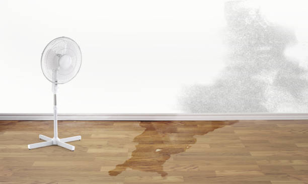 Best Carpet water damage restoration  in Mango, FL